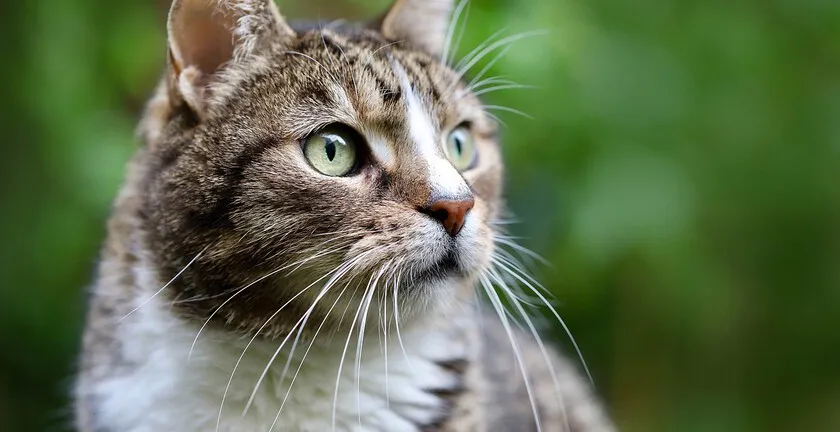 Play & Care Essentials for happy cats