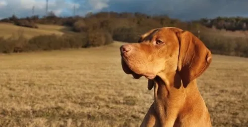 Walk in Style Gear for safer dog walks