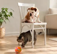 Interactive Pet Ball